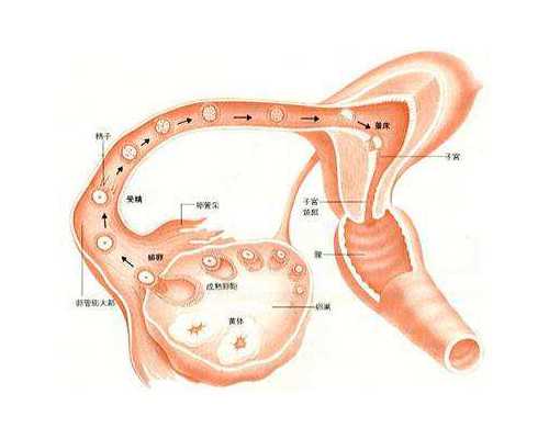 借卵代孕协会_供卵试管代孕流程,滨州试管婴儿发展历程