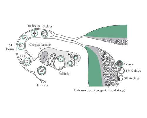 河北能做供卵供卵男孩试管的医院排名？附详细介绍？